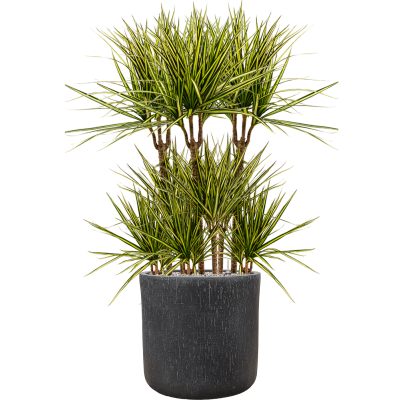 Растение в кашпо Dracaena marginata 'Sunray' in Baq Raindrop