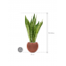 Растение в кашпо Sansevieria 'Dragon' in Capi Nature Groove Special