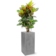 Croton (Codiaeum) variegatum 'Petra' in Fiberstone