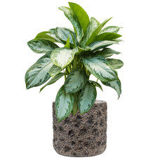 Aglaonema 'Silver Bay' in Baq Luxe Lite Universe Moon