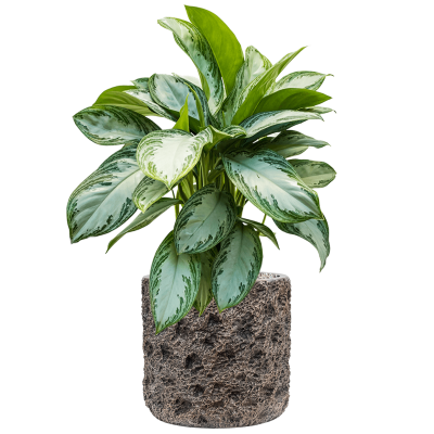 Растение в кашпо Aglaonema 'Silver Bay' in Baq Luxe Lite Universe Moon