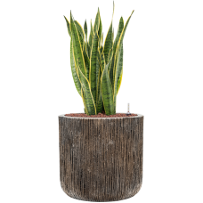 Sansevieria trifasciata 'Laurentii' Baq Luxe Lite Universe