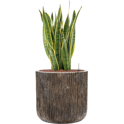 Растение в кашпо Sansevieria trifasciata 'Laurentii' Baq Luxe Lite Universe