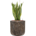 Растение в кашпо Sansevieria trifasciata 'Laurentii' Baq Luxe Lite Universe