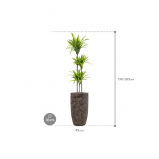 Dracaena fragrans 'Lemon Lime' in Baq Luxe Lite Universe