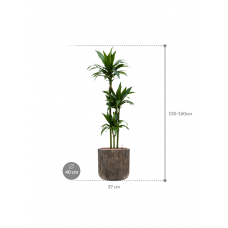 Dracaena fragrans 'Janet Craig' in Baq Luxe Lite Universe