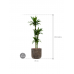 Растение в кашпо Dracaena fragrans 'Janet Craig' in Baq Luxe Lite Universe