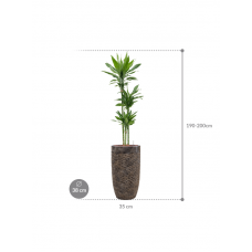 Dracaena fragrans 'Janet Lind' in Baq Luxe Lite Universe