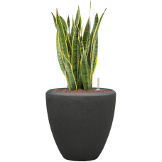 Sansevieria trifasciata 'Laurentii' in Baq Polystone Plain