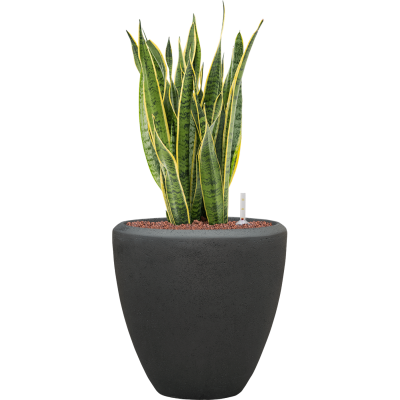 Растение в кашпо Sansevieria trifasciata 'Laurentii' in Baq Polystone Plain