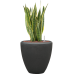 Растение в кашпо Sansevieria trifasciata 'Laurentii' in Baq Polystone Plain