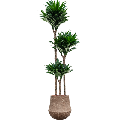 Растение в кашпо Dracaena fragrans 'Compacta' in Baq Polystone Coated Plain