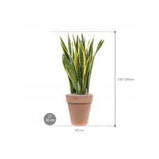 Sansevieria trifasciata 'Laurentii' in Terra Cotta