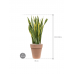 Растение в кашпо Sansevieria trifasciata 'Laurentii' in Terra Cotta