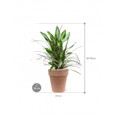 Dracaena combo in Terra Cotta