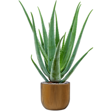 Aloe vera barbadensis in Capi Nature Groove