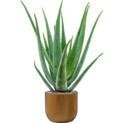 Растение в кашпо Aloe vera barbadensis in Capi Nature Groove