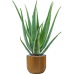 Растение в кашпо Aloe vera barbadensis in Capi Nature Groove