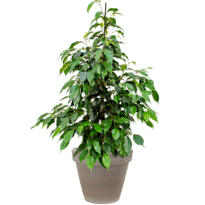 Ficus benjamina 'Danielle' in Terra Cotta