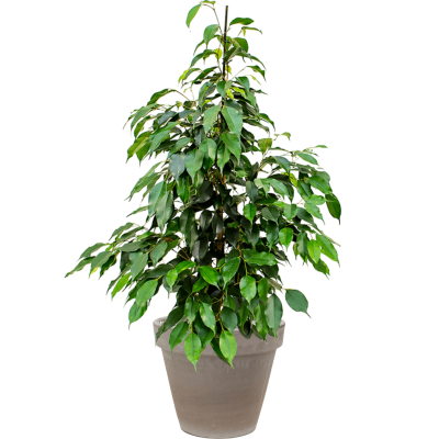 Растение в кашпо Ficus benjamina 'Danielle' in Terra Cotta