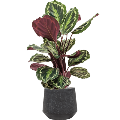 Растение в кашпо Calathea 'Medallion' in Baq Raindrop