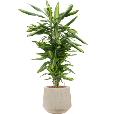 Растение в кашпо Dracaena fragrans 'Cintho in Baq Raindrop