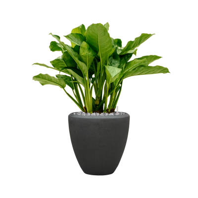 Растение в кашпо Aglaonema 'Freedman' in Baq Polystone Plain