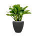 Растение в кашпо Aglaonema 'Freedman' in Baq Polystone Plain