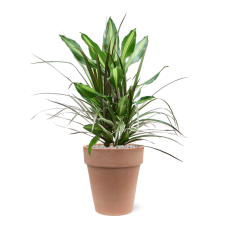 Dracaena combo in Terra Cotta