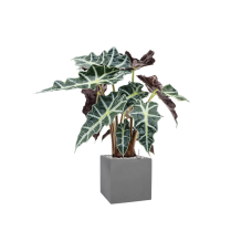 Alocasia 'Polly' in Natural