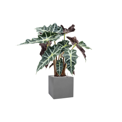 Растение в кашпо Alocasia 'Polly' in Natural