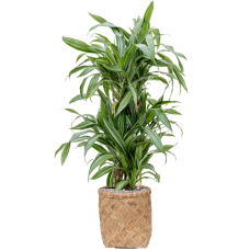 Dracaena fragrans 'Ulises' in Bohemian