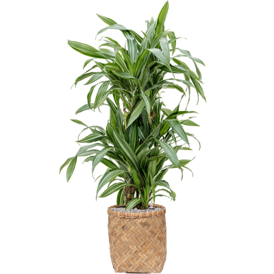 Растение в кашпо Dracaena fragrans 'Ulises' in Bohemian