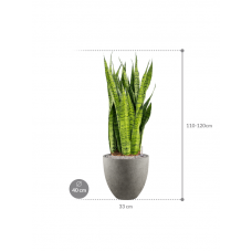 Sansevieria zeylanica in Grigio