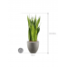 Растение в кашпо Sansevieria zeylanica in Grigio