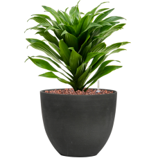 Dracaena fragrans 'Compacta' in Refined