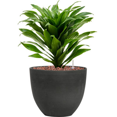 Растение в кашпо Dracaena fragrans 'Compacta' in Refined