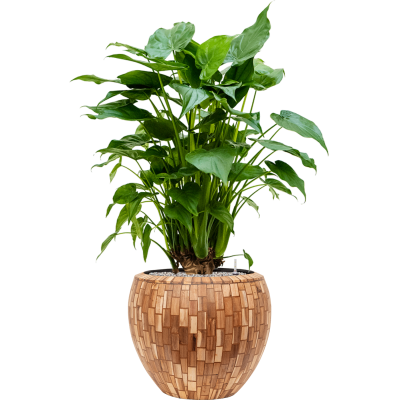 Растение в кашпо Alocasia cucullata in Baq Facets Jenga