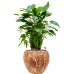 Растение в кашпо Alocasia cucullata in Baq Facets Jenga