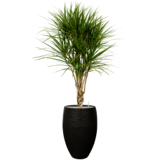 Dracaena marginata in Capi Nature Rib NL