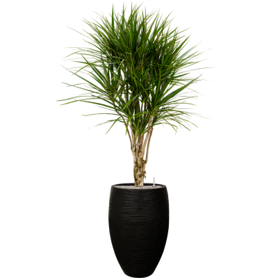 Растение в кашпо Dracaena marginata in Capi Nature Rib NL