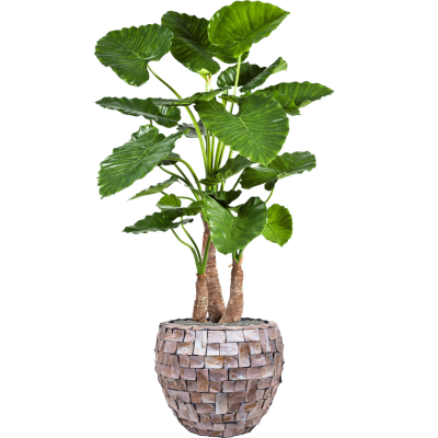 Растение в кашпо Alocasia calidora in Baq Oceana Pearl