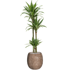 Dracaena 'Warneckei' in Baq Polystone Coated Plain