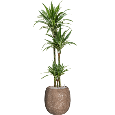 Растение в кашпо Dracaena 'Warneckei' in Baq Polystone Coated Plain