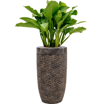 Растение в кашпо Aglaonema 'Freedman' in Baq Luxe Lite Universe Layer