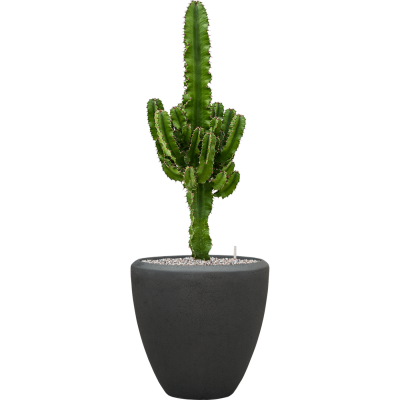 Растение в кашпо Euphorbia erytrea in Baq Polystone Plain