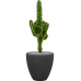 Растение в кашпо Euphorbia erytrea in Baq Polystone Plain