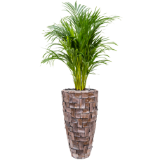 Dypsis (Areca) lutescens in Baq Oceana Pearl