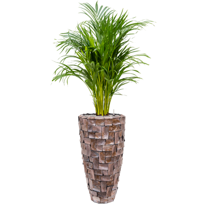 Растение в кашпо Dypsis (Areca) lutescens in Baq Oceana Pearl