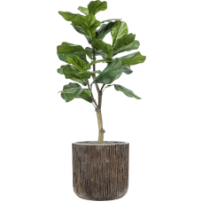 Ficus lyrata in Baq Luxe Lite Universe Waterfall